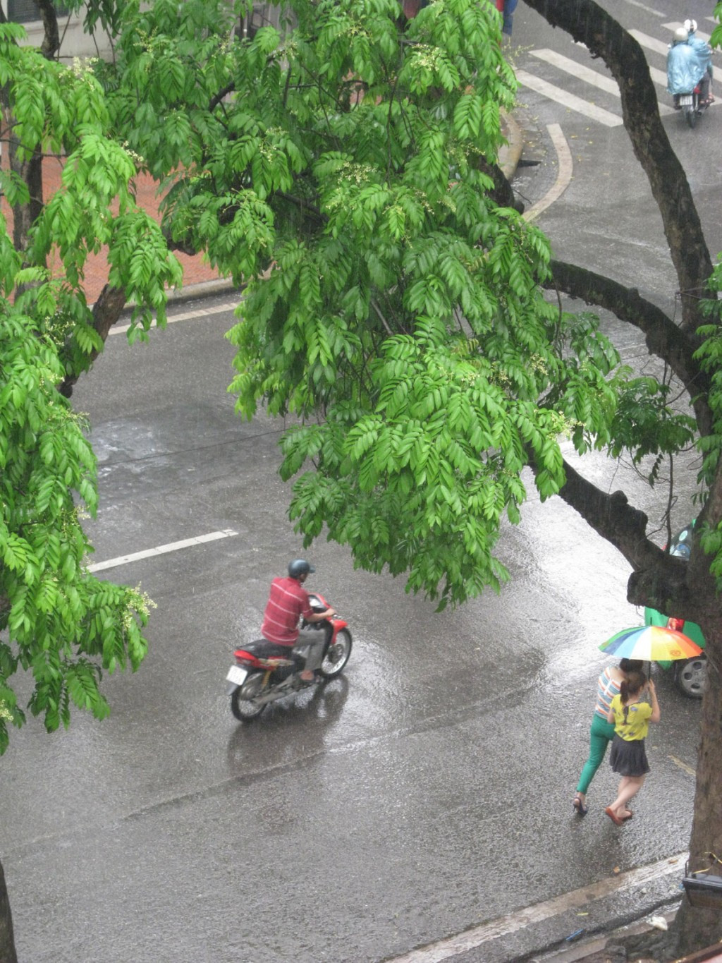 Sau cơn mưa đường phố sạch tinh, cây cối xanh mỡ màng