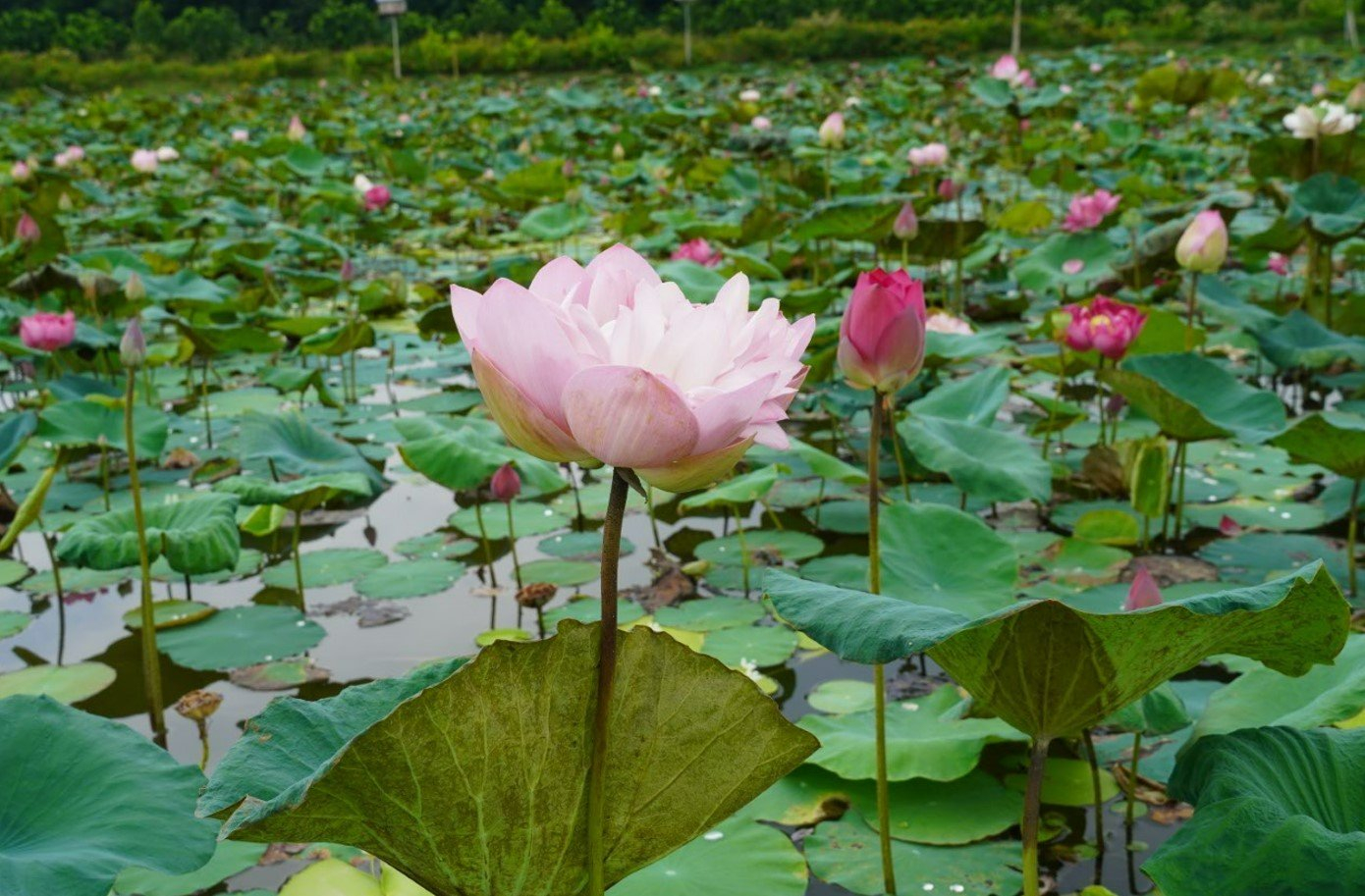 Đoàn phóng viên cơ quan báo chí Thủ đô đi viết bài thực tế tại huyện Mê Linh