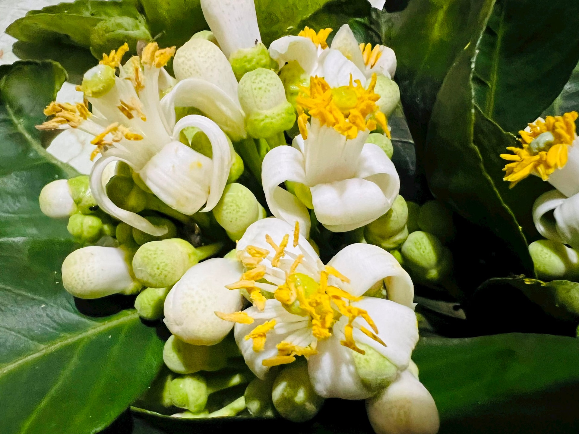 z5185220366797_2dca2c435e333e626955e84df14c550d(1).jpg?w=1130