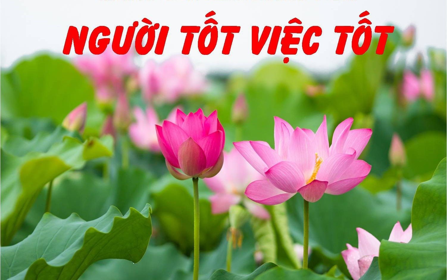 nguoi-tot-viec-tot-1719219327817836096030-125-0-1064-1502-crop-1719219553702192244113.jpg