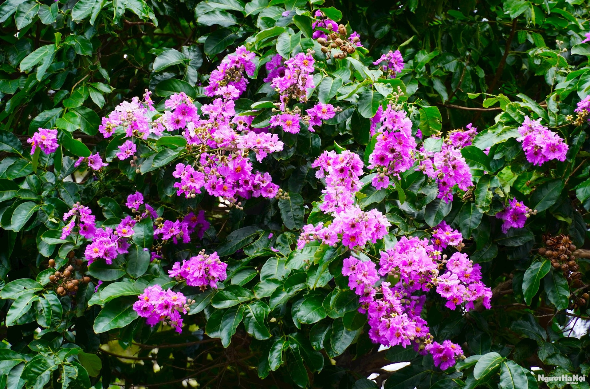 dsc07796.jpg