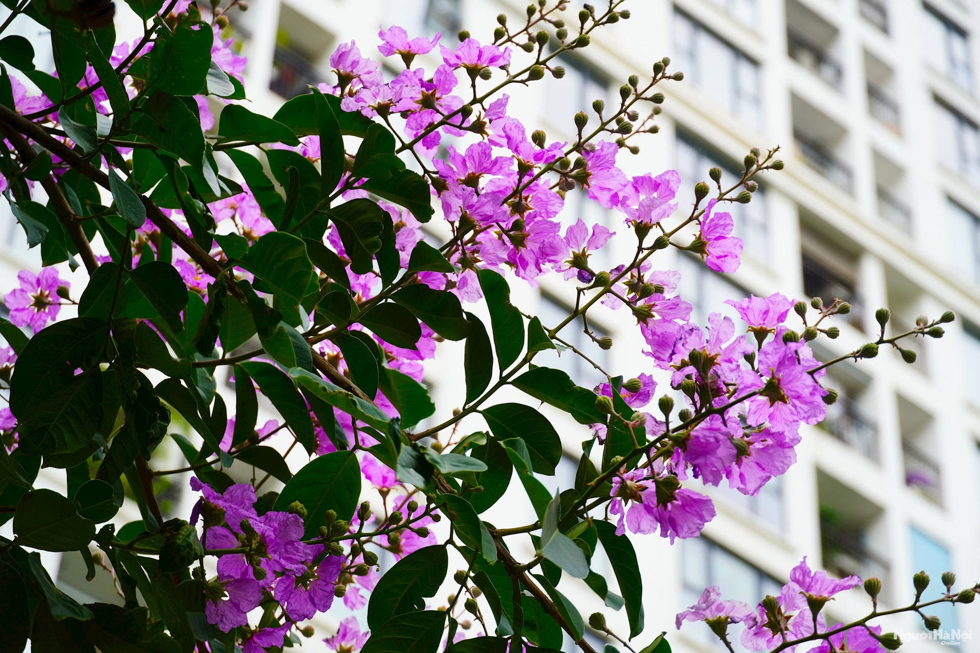 dsc07802.jpg