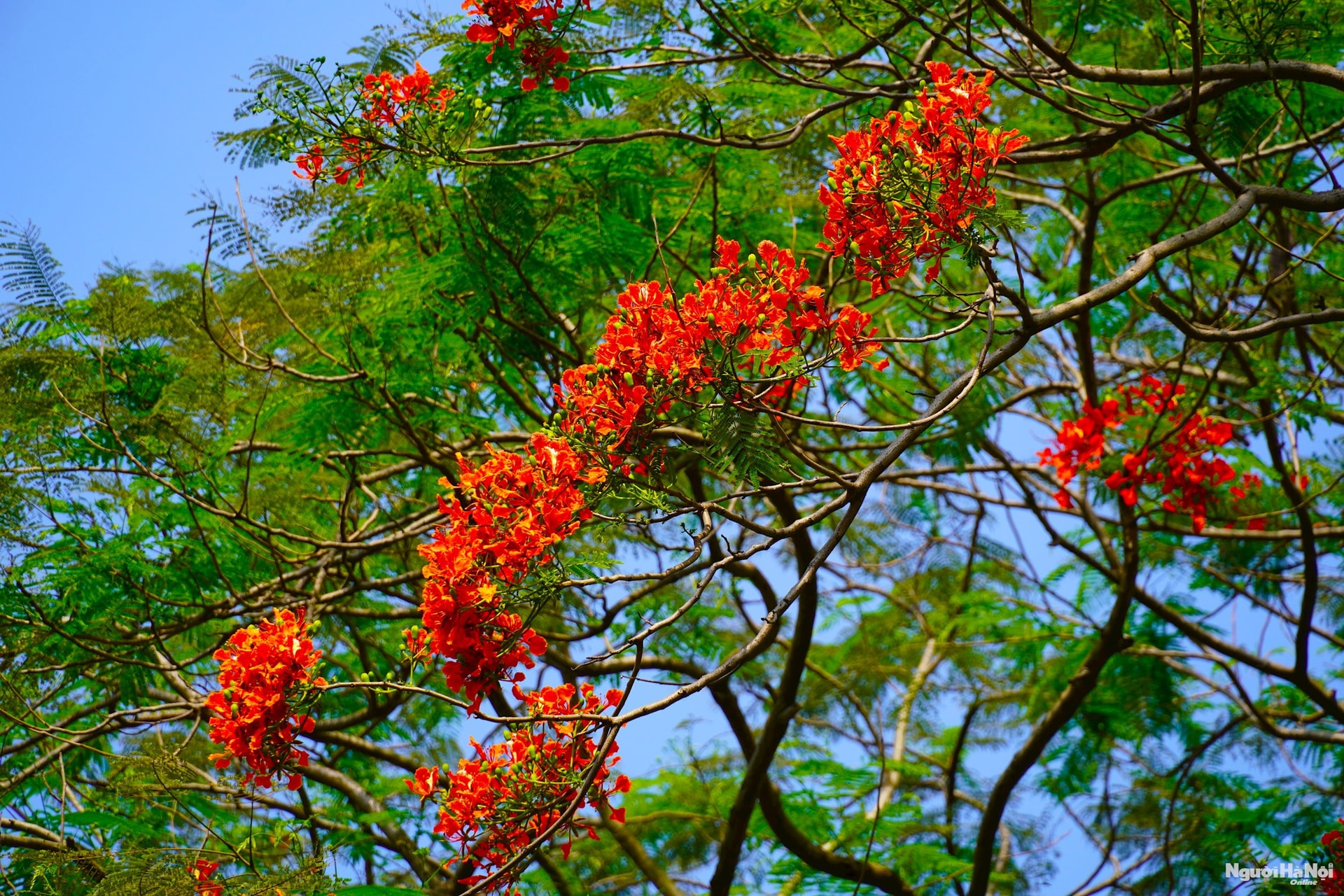 dsc08066.jpg