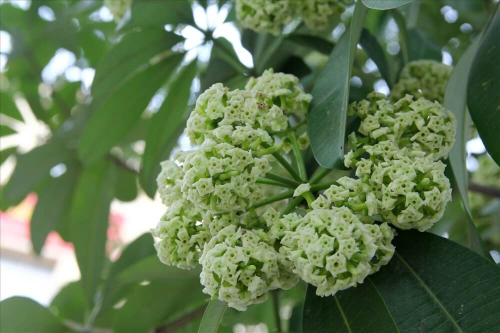 ha-noi-con-cho-toi-cam-giac-binh-yen-day-trong-treo-trong-huong-hoa-sua-nong-nan-cua-mua-thu-ha-hoi.jpg