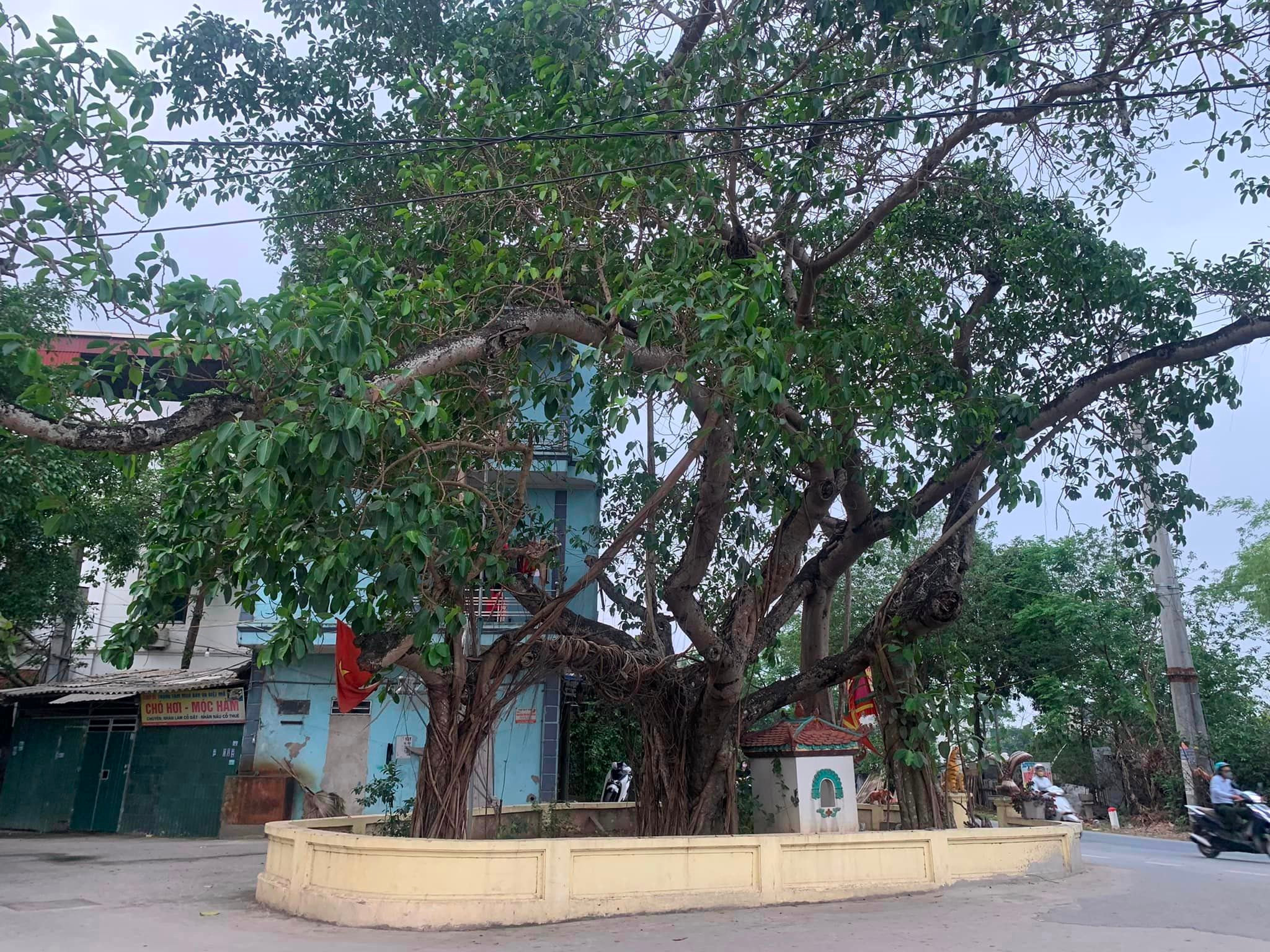 cay-da-ba-re-noi-dat-hom-thu-bi-mat-trong-khang-chien-chong-phap-.jpg