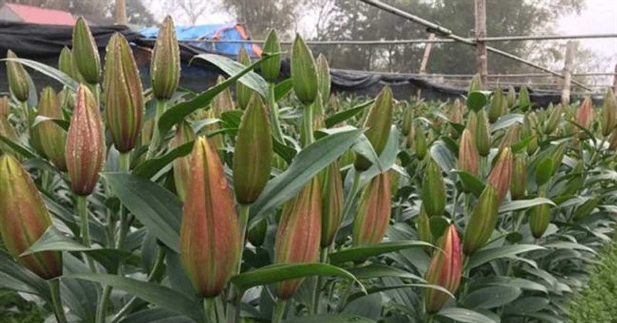Hà Nội: Hoa ly rục rịch tăng giá trở lại trước ngày Quốc tế Phụ nữ 8-3