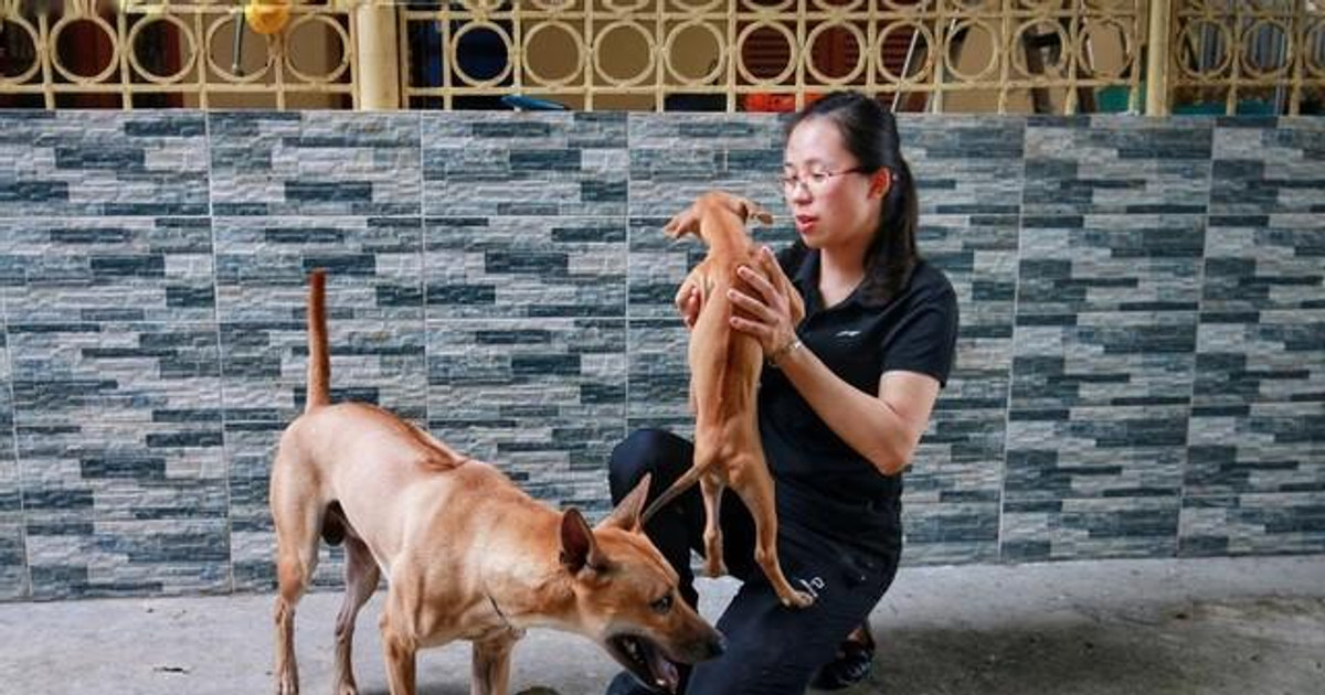 Cận cảnh đàn chó Phú Quốc bạc tỷ của 'bóng hồng' xinh đẹp Hà Nội