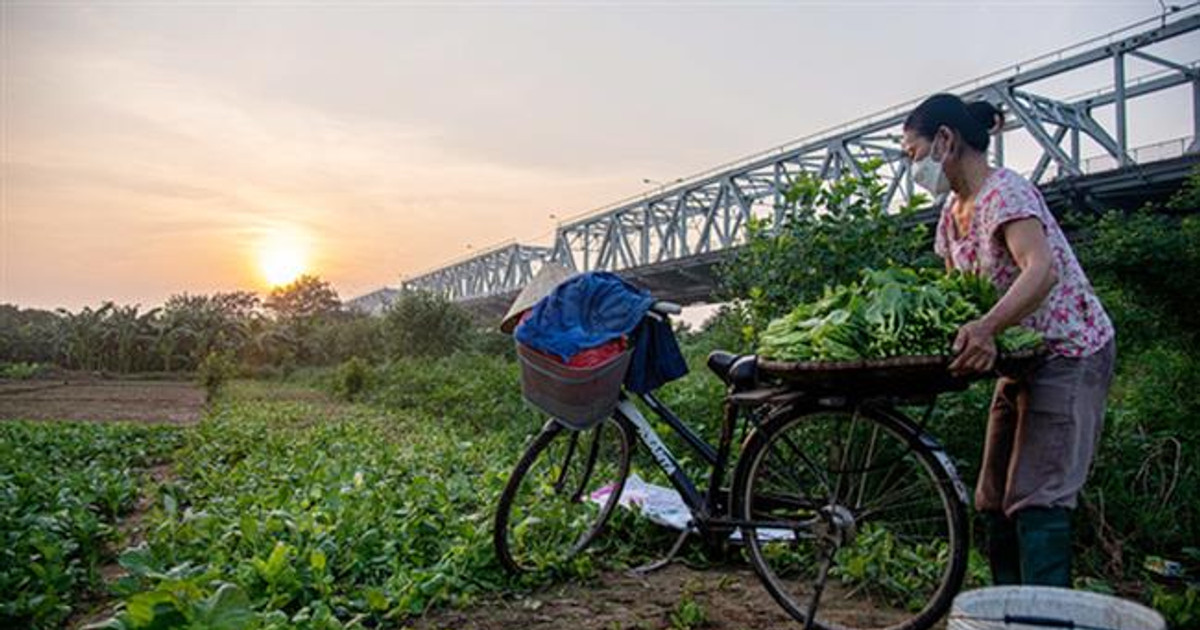 Nhớ bát canh rau muối