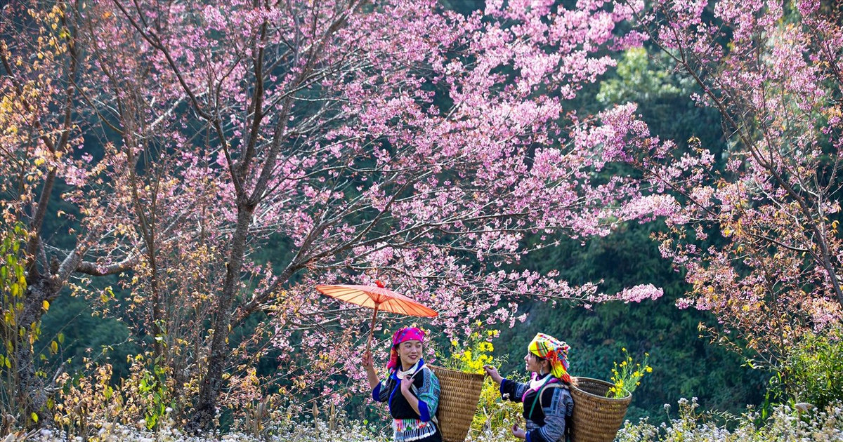 Xuân trên bản