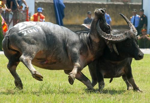 Kể chuyện chọi Trâu lâu đời nhất Việt Nam