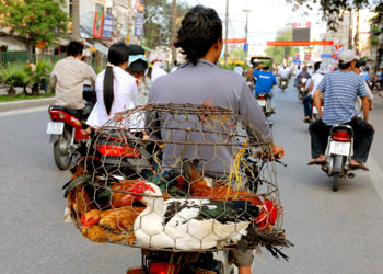 Hà  Nội nhận sai khi ra lệnh cấm xe máy chở gia súc