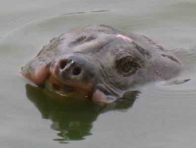 Phải hút bùn là m sạch Hồ G­ươm để bảo vệ cụ rùa