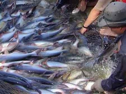 Nga mở lại thị trường nhập cá tra Việt Nam