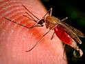 Năm 2008: Tăng 25% số ca tử­ vong vì bệnh sốt rét 