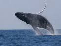 Cá voi xuất hiện ở Mũi Né 