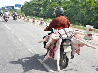 Hà  Nội: Nghiêm cấm vận chuyển gia súc trần