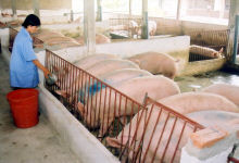 Việt Nam chủ động phòng chống dịch cúm lợn