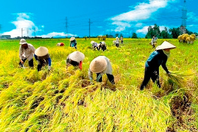 Nông nghiệp Việt Nam: Cần một cuộc cách mạng KH&CN
