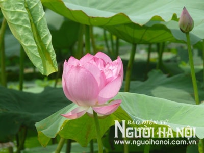 Sen Tây Hồ tỏa hương thơm ngát
