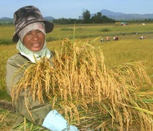 Hạt gạo và  những lời hứa 