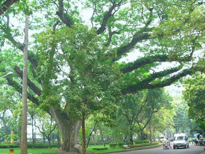 Hãy cứu cây cổ thụ ở Hà  Nội