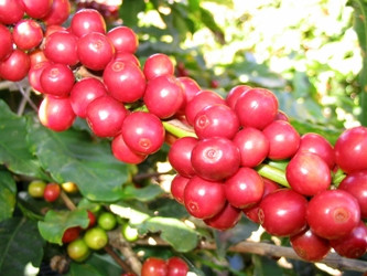 Việt Nam có thể tạm ngừng xuất khẩu cà  phê