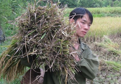 Hà  Nội: 35.000 tỷ đồng cho phát triển nông nghiệp nông thôn