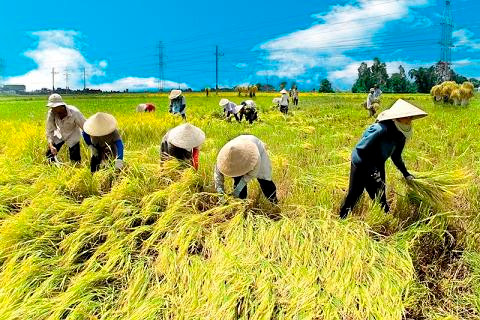 Vietnam SMECOOP 2009 thúc đẩy kinh tế nông thôn