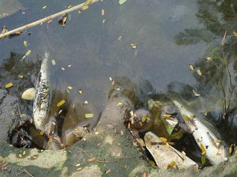 Hà  Nội: Hồ Trúc Bạch cá chết hà ng loạt 