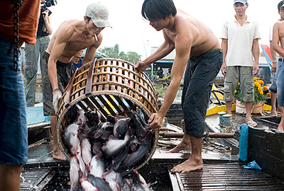 Cá tra Việt Nam lại thêm hà ng rà o và o Mử¹
