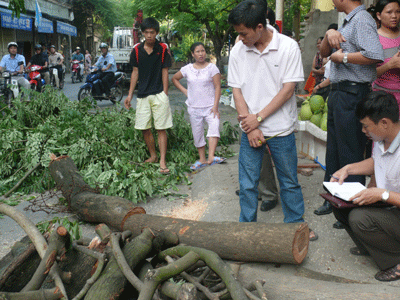 Thêm một cây sưa bị hạ gục tại Hà  Nội