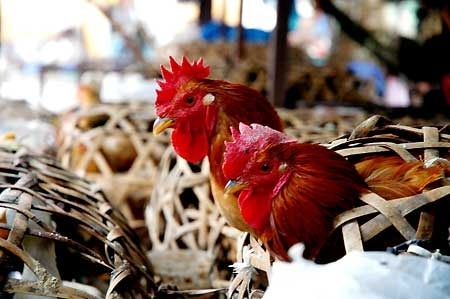 Trường hợp tử­ vong do cúm A(H5N1) đầu tiên năm 2010