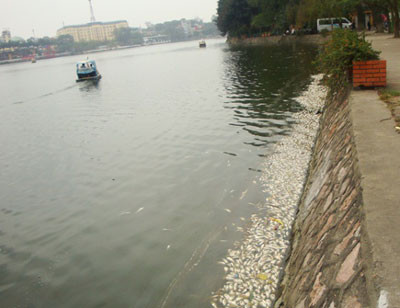 Hà  Nội: Hồ Trúc Bạch cá lại chết hà ng loạt