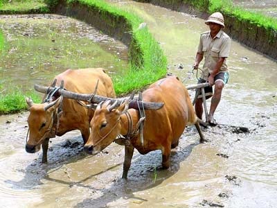 Sắp ra mắt kênh truyền hình chuyên biệt về nông nghiệp “ nông thôn