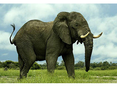 Chân voi hoạt động như là   động cơ bốn bánh