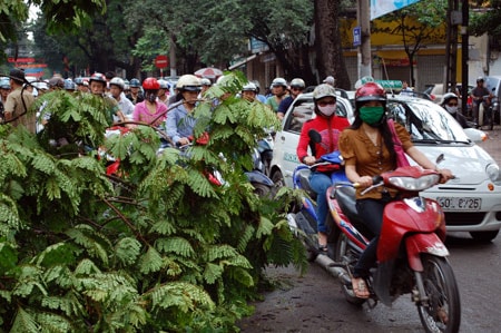 Hà  Nội: Giao thông ùn tắc vì hà ng loạt cây đổ