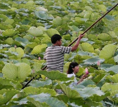 Sen Tây Hồ...