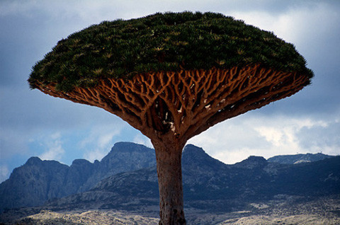 Vẻ đẹp hoang sơ của đảo Socotra