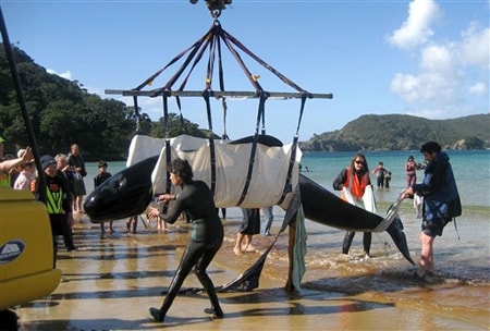 Cá voi chết hà ng loạt vì mắc cạn tại New Zealand