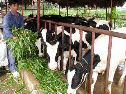 Hội nhập kinh tế quốc tế - cơ hội và  thách thức của ngà nh sữa Việt Nam