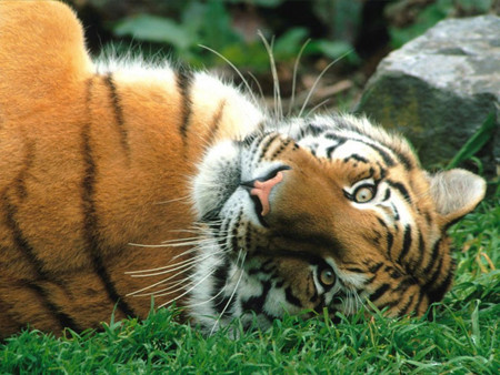 Hàng nghìn hổ mất mạng trong 10 năm