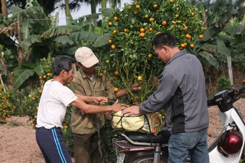 Thị trường quất cảnh, đà o Tết sớm và o mùa