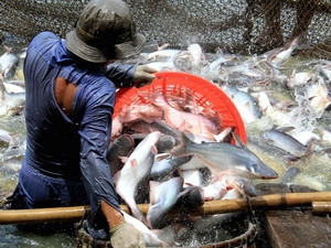 Yêu cầu WWF xin lỗi người nuôi cá tra Việt Nam