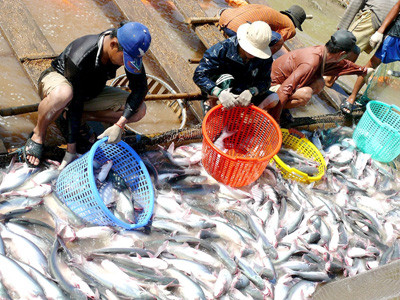 WWF nhận sai, cá tra Việt Nam ra khửi danh sách đử