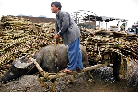 Dùng mía trị táo bón