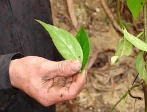Cho chồng ăn lá ngón vì bị phát hiện ngoại tình