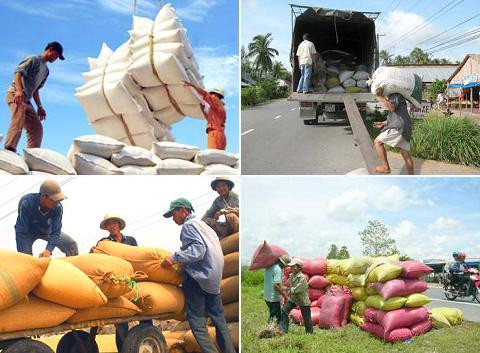 Lượng gạo xuất khẩu giao đầu năm cao kỷ lục