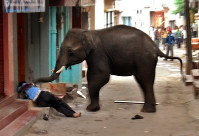 Hãi hùng cảnh voi áº¤n Độ tấn công người ngay trên phố