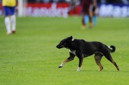 Chim và  chó ở Copa America