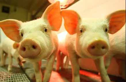 Lợn biến đổi gene để hiến tạng cho người